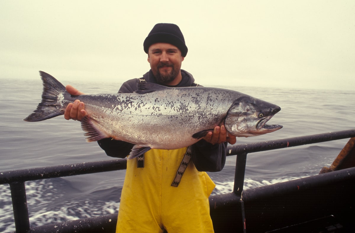 Ozeanfische vs. Zuchtfische Omega-3-Gehalt